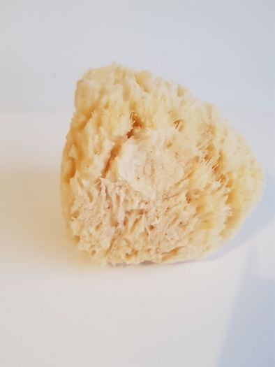 Natural Sponge