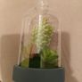 Faux succulent in Bell jar Image 2
