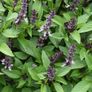HT Cinnamon Basil Seeds 1.5g | Sow May - July Image 3