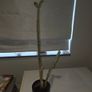 Cactus Image 2