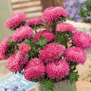 (A) Aster Beautiful Day Rose seeds 0.2g (414642)