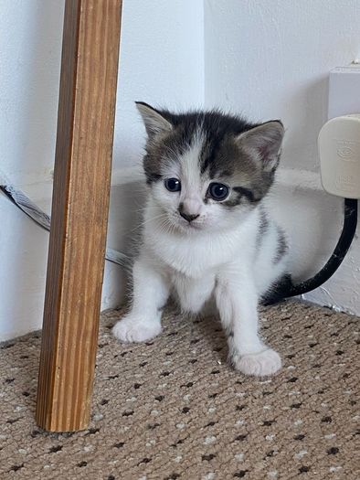 kitten adoption