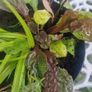 ornamental grass Image 3