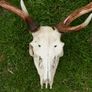 Real Naturally Fallow Deer Antlers On A Skull (trophy Taxidermy) Image 2