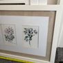 Paul Costello wild flower Pictures Image 7