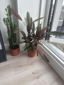 indoor house plant