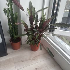 indoor house plant