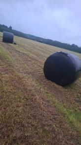 Silage bales