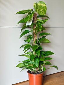 Epipremnum with mosspole in 19cm pot and 80-90cm in height