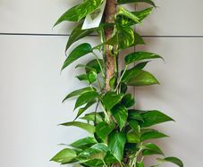 Epipremnum with mosspole in 19cm pot and 80-90cm in height