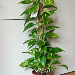 Epipremnum with mosspole in 19cm pot and 80-90cm in height