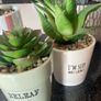 Selection of Five Artificial House Plants Image 3