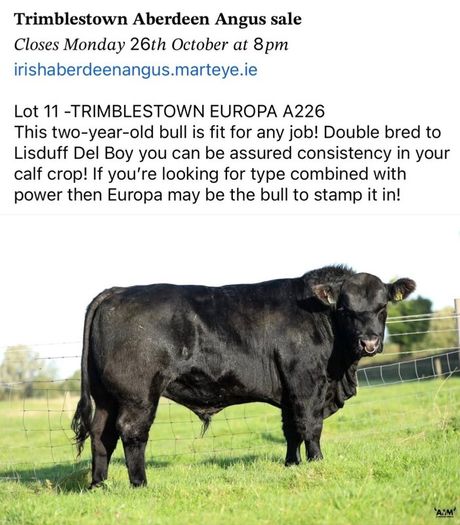 3 select Aberdeen Angus bulls & 2 choice heifers