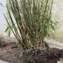 Mature Bamboo Clumps Image 2