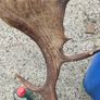 26" Stag's head Antlers Image 4