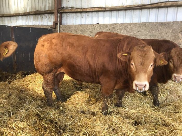 Pbr limousine bulls