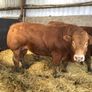 Pbr limousine bulls Image 8