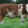 Simmental X Heifers for sale Image 3