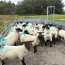 Suffolk cross hoggets (34 available) Image 2