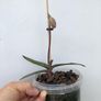Paphiopedilum micranthum Image 3