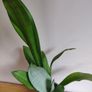 Sansevieria trifasciata 'Moonshine' plant in a green ceramic pot Image 2
