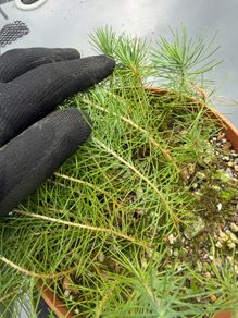 Aleppo Pine Seedlings Trees