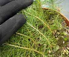 Aleppo Pine Seedlings Trees