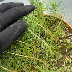 Aleppo Pine Seedlings Trees
