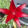 Lily 'Night Rider' Image 8