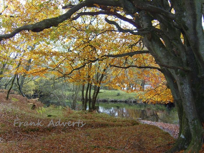 Mounted Original Photography - Ballinrush Autumn, Kerry