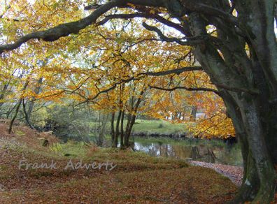Mounted Original Photography - Ballinrush Autumn, Kerry