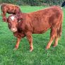 LMX - Organic heifers Image 2