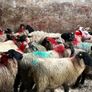 30 super Suffolk ewe lambs Image 3