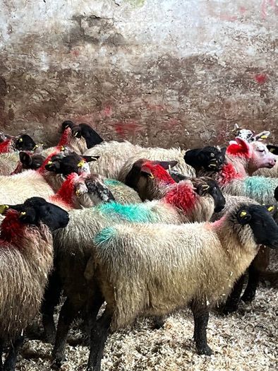 30 super Suffolk ewe lambs