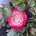 Eimear75