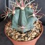 Ferocactus Image 4