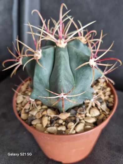 Ferocactus