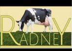 Radney Heifers