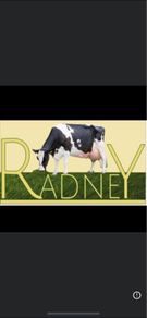 Radney Heifers