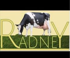 Radney Heifers