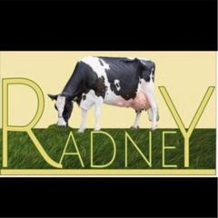 Radney Heifers
