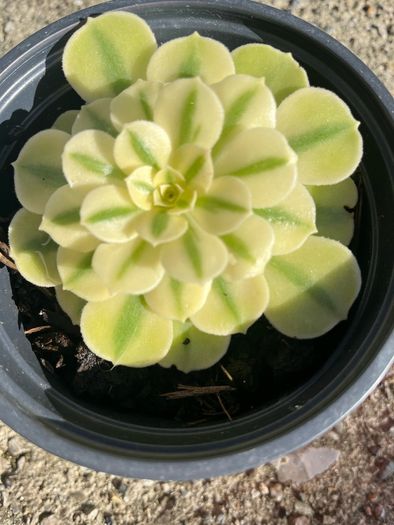plant