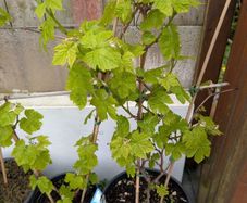 Red grape vines x3