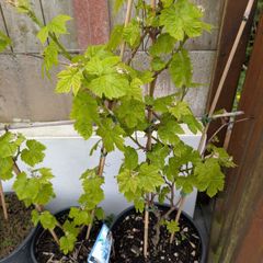 Red grape vines x3