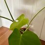 Monstera Deliciosa house plant Image 3