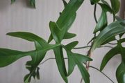 Philodendron glad hands