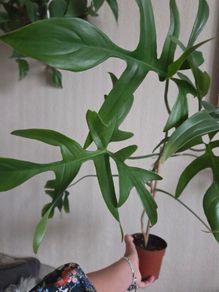 Philodendron glad hands