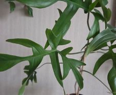 Philodendron glad hands
