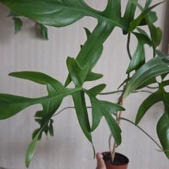Philodendron glad hands