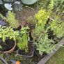 mature herb plants Image 4